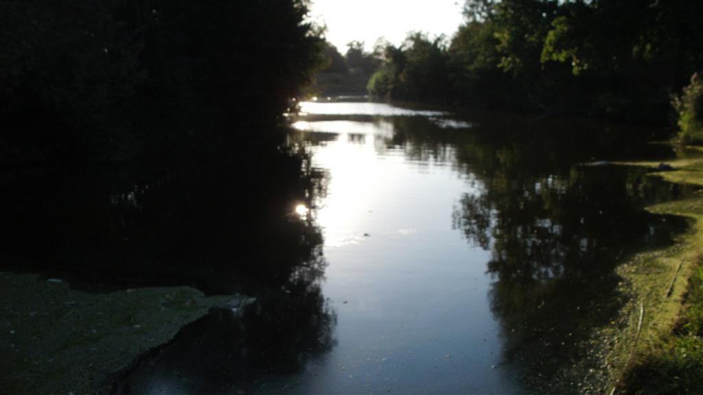 Habitat di P. bergeri e la sua allegra kleptospecie